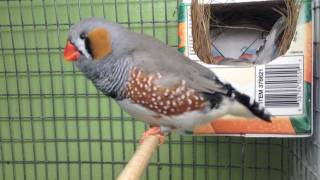 Zebra Finches going to nest [upl. by Llehcram627]