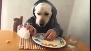 Funny Dog Eating With Hands [upl. by Rush]