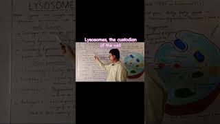 The Lysosomes foryou biology viralvideo trending trendingshorts [upl. by Ennaed]