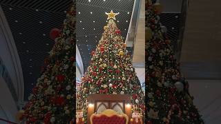 Giant Christmas tree christmastree [upl. by Vastah]