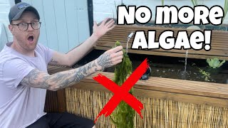 TOP ‘5’ Pond Plants to STOP ALGAE [upl. by Ttoille202]