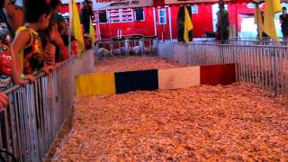 Socket Pig Races 2011 — Jumping pig falls at Missouri State Fair [upl. by Notkcorb797]