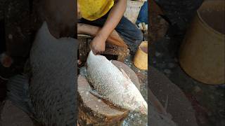 Amazing Huge Koral Fish Cutting By Expert Fish Cutter  shorts fish fishing food [upl. by Helyn]