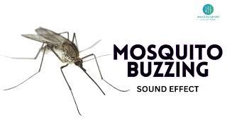 Mosquito Buzzing Sound Effect  Copyright Free [upl. by Olleina960]