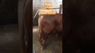 Jantan limousin cross simental sapisuper sobatngaret shortvideo [upl. by Eniruam675]