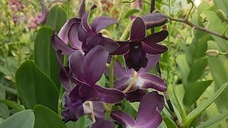 Super sale anggrek murah pol livesaleanggrek bungaanggrek anggrekmurah vitaorchids [upl. by Hagile]