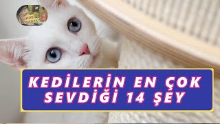 KEDİLERİN ÇOK ÇOK SEVDİĞİ 14 ŞEY [upl. by Lawford]