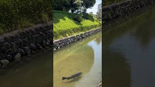 Big Black Carp Fish in the Moat [upl. by Falconer68]