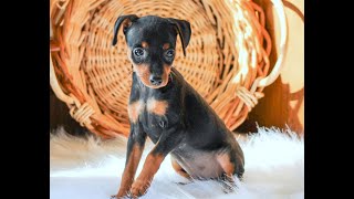 Mini Pinscher puppies for Sale [upl. by Mohamed]