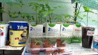 Thrifty Gardener Reuse Food Containers for Plants Make A Grow Box [upl. by Nydroj]