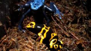 YellowBanded Poison Dart Frog at the Tennessee Aquarium [upl. by Assillem]