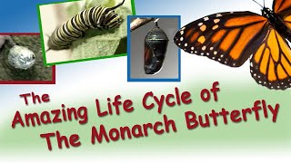 Amazing Life Cycle of the Monarch Butterfly [upl. by Merdith626]