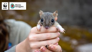 The Next Generation of Bettongs  WWFAustralia [upl. by Attenyt]