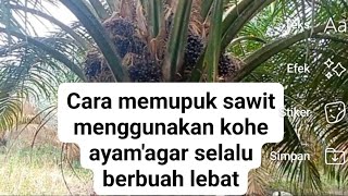 cara memupuk kelapa sawitagar berbuah lebat dan subur [upl. by Kroo340]