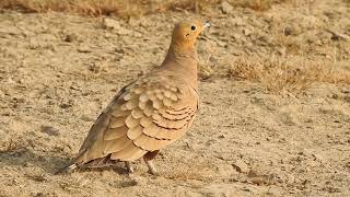 Chestnutbellied sandgrouse call rajasthan india [upl. by Niwrehs]