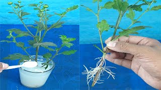 How to propagate ChrysanthemumMums from Cuttings [upl. by Yeniar527]