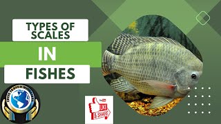 TYPES OF SCALES IN FISHES  scale [upl. by Assilat]