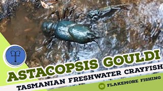 Tasmanian freshwater crayfish  Astacopsis gouldi  Flakemore Fishing [upl. by Aiciruam]