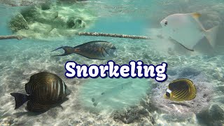 Snorkeling  Brayka Bay Resort  Marsa Alam Egipt [upl. by Yllatan600]