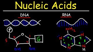 Nucleic Acids  RNA and DNA Structure  Biochemistry [upl. by Milford613]