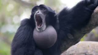 yelling monkey REAL SCREAMING GIBBON MONKEY DIDNT EDIT [upl. by Embry]