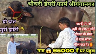 दाम मात्र 😱 65000रुआज खरीदो पीतल के मॉल में खरा सोना 👌 दो दांत मुर्रा झोटीChaudhari dairy farm [upl. by Esyahc398]