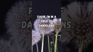 Cause Im in a field of dandelions wishing on every one that youd be mine dandelions lyrics [upl. by Coleville]