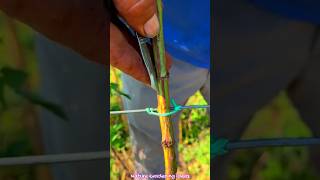 Grafting Technique On Rose Plant gardeninggrafting rose plant shorts shortvideo [upl. by Lraep466]