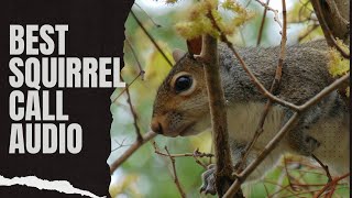 Best Squirrel Call Audio  Suab Dib Nas [upl. by Immat]