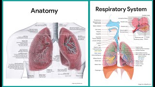 Anatomi Saluran Pernapasan Bagian Bawah Lower Respiratory Airway [upl. by Jevon]