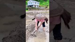 The construction process of paddy field ridges [upl. by Brasca148]