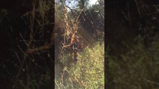 Golden Orb Weaving Spider [upl. by Atiuqal230]