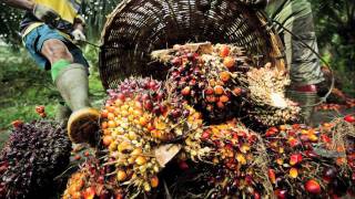 Sustainable Palm oil production [upl. by Anett679]