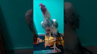 Asiel hen check mine video [upl. by Santiago426]