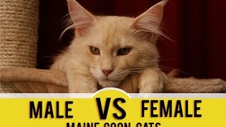 Male vs Female Maine Coons Which Gender Is Better For You [upl. by Ria]