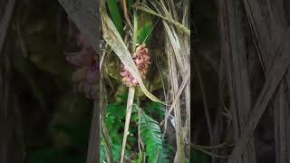 Tupistra Nutansknows as Nakima Flowers 🌺 and vegetables vegitables naturefarming shorts [upl. by Jack666]