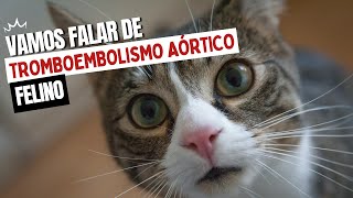 Tromboembolismo aórtico felino  O que todo veterinário PRECISA saber [upl. by Glasgo]