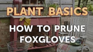 How to Prune Foxgloves [upl. by Farmer240]