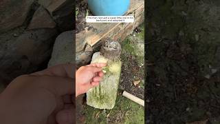 This man rescued a weak little owl in his backyard and adopted it animalshorts shortvideo [upl. by Yrannav]