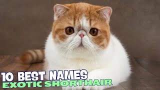 10 Best Names for Exotic Shorthair Cats 🐱 [upl. by Hamitaf854]