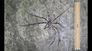 Giant Huntsman Spider Heteropoda maxima [upl. by Kutzer]