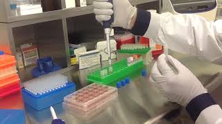 Altogen Biosystems In Vitro PC12 Transfection Tutorial [upl. by Ahsien499]