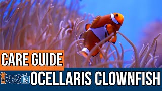 The Easiest Saltwater Fish Ocellaris Clownfish Basics [upl. by Yung]