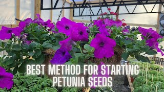 Get Ready for Spring Mastering Starting Petunia Seeds [upl. by Lecirg]