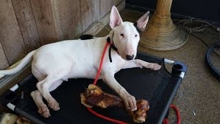 Bull Terrier Basic Obedience and Off Leash Control Take the Lead K9 Training [upl. by Munroe]