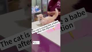 Cat vs Vet😂😂😂 [upl. by Eatnwahs80]