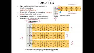 Biochemistry Unit Lipids [upl. by Eitsim]