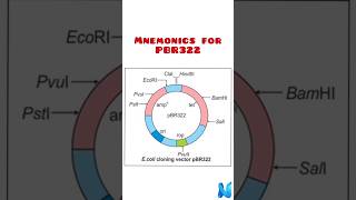 Plasmid vector PBR322 [upl. by Melgar222]