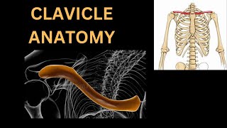 Clavicle Anatomy of Clavicle bone Clavicle origin insertion function anatomy bones humanbody [upl. by Lougheed]