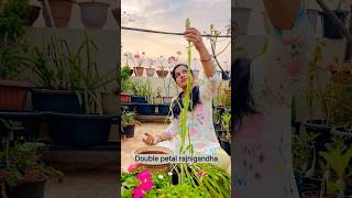 Repotting Double Petal Rajnigandha shorts rajnigandha garden flowers [upl. by Nohtiek]